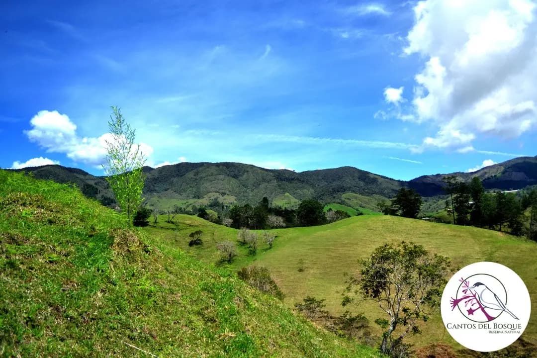 Cantos del Bosque